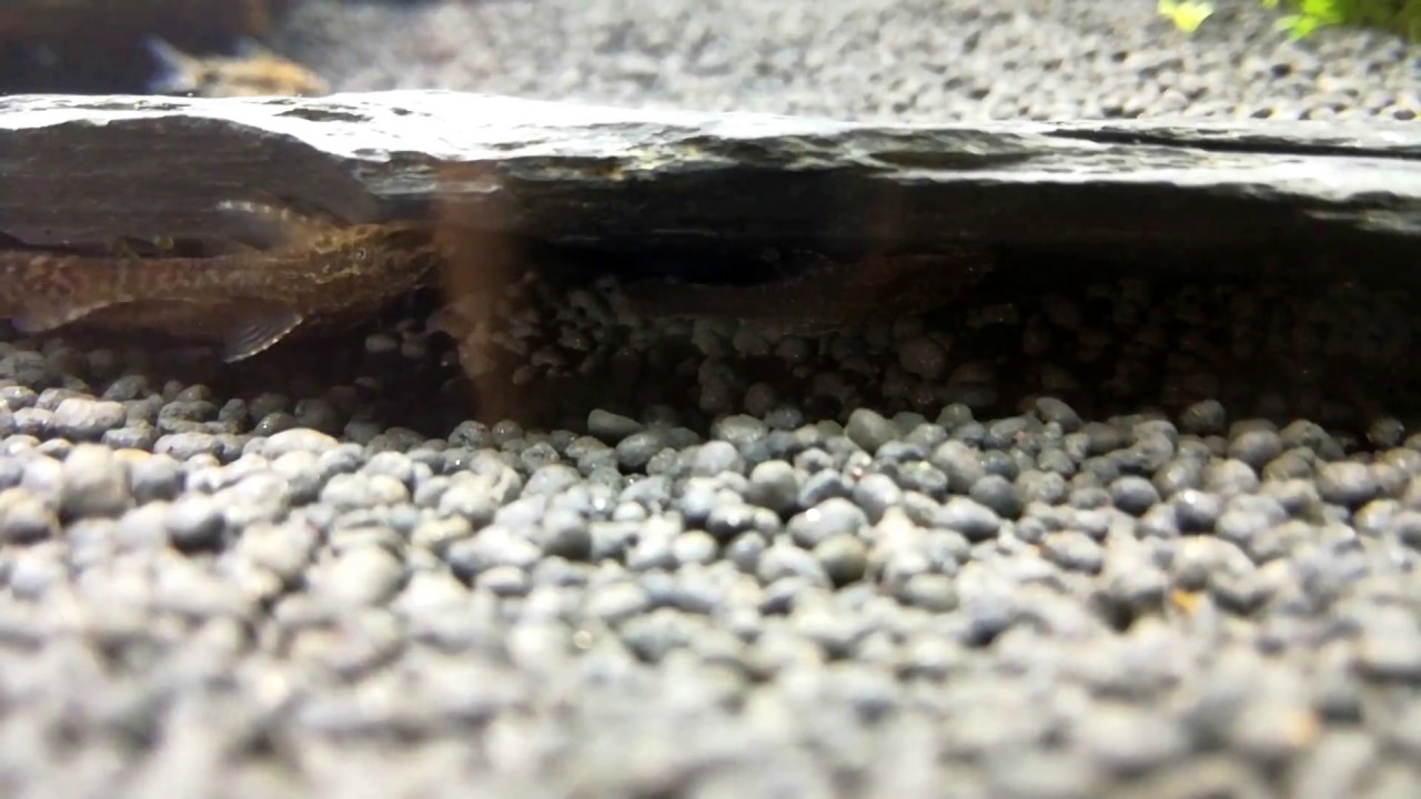 Spawning of Otothyropsis piribebuy alias Otocinclus negros sp.
