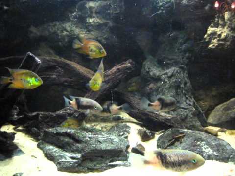 intermediums en cryptoheros altoflavus 7 december 2013