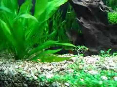 Labeo bicolor  Epalzeorhynchos bicolor