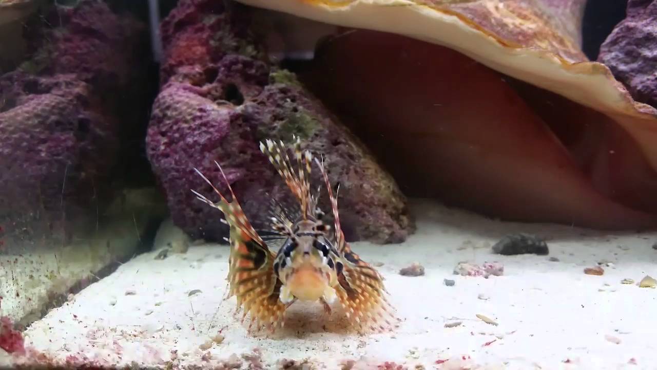 "Leo" Feeding Our Dwarf Zebra Lionfish