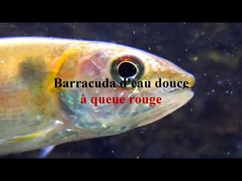 Acestrorhynchus falcatus - (Bloch, 1794) - (Acestrorhynchidae) - Barracuda d'eau douce - 03/11/2015