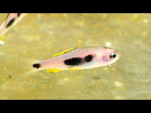 African Butterfly barb, Barbus hulstaerti-Species Spotlight