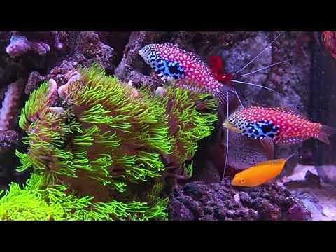 Macropharyngodon bipartitus in a reef aquarium