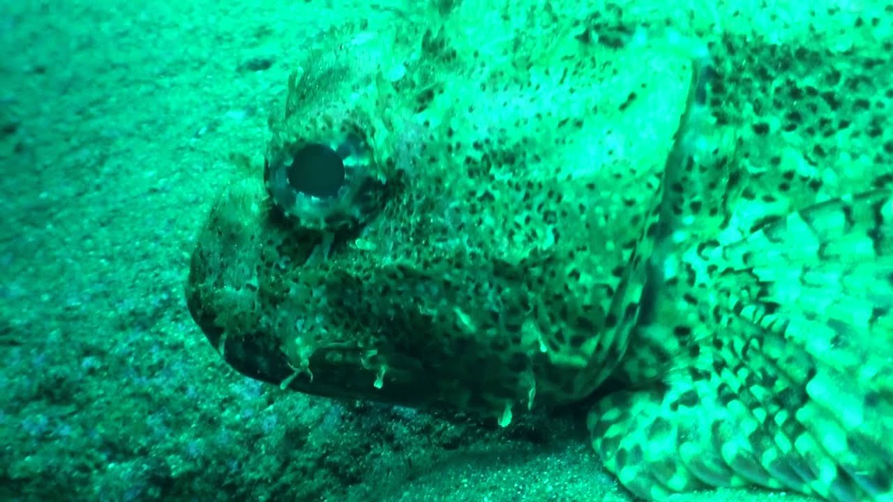 Cook's Scorpionfish, Scorpaena cardinalis