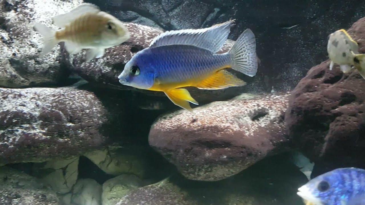 Protomelas steveni eastern