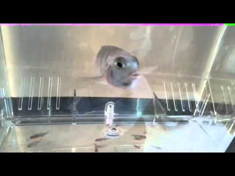 Metriaclima Aurora vrouwtje lost haar jongen