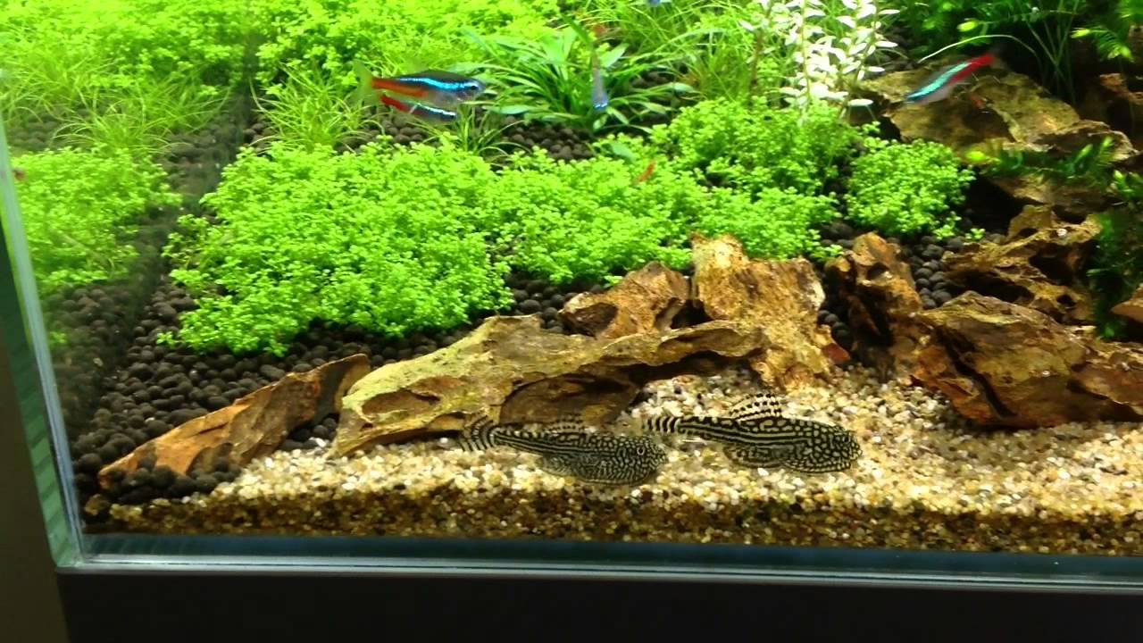 Sewellia lineolata spawning