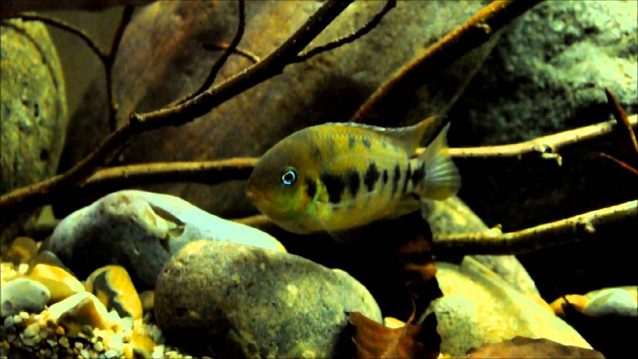 Cryptoheros nanoluteus defending spawning site.