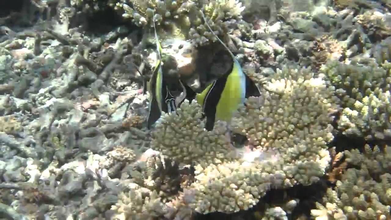 Maldives 2011 - Underwater - 14