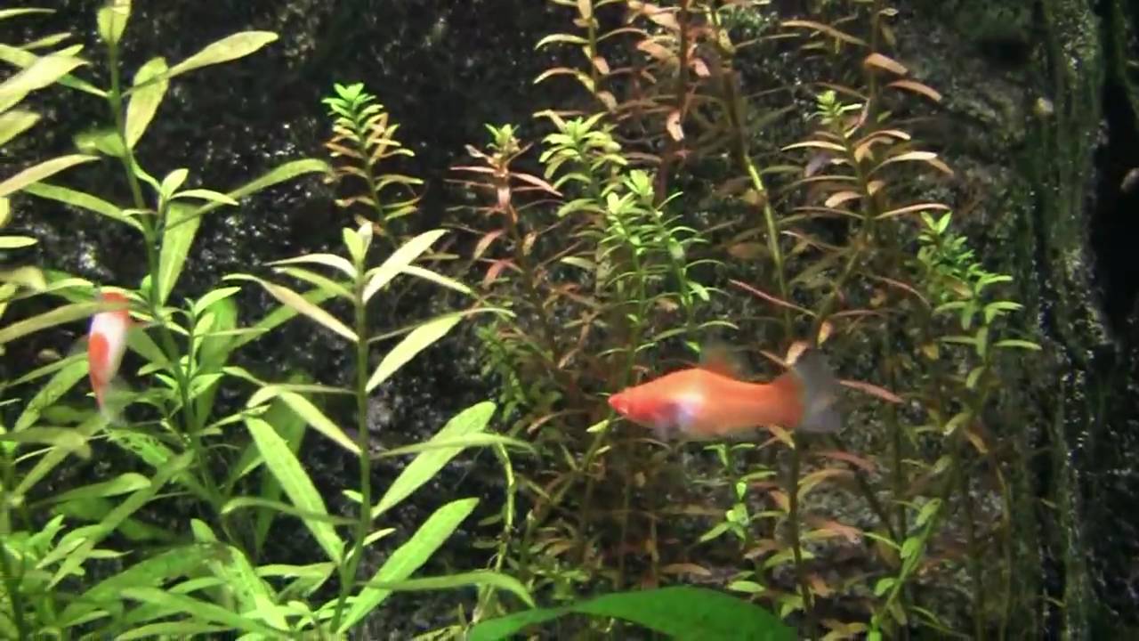 Oranje-witte-Zwaarddrager.mp4