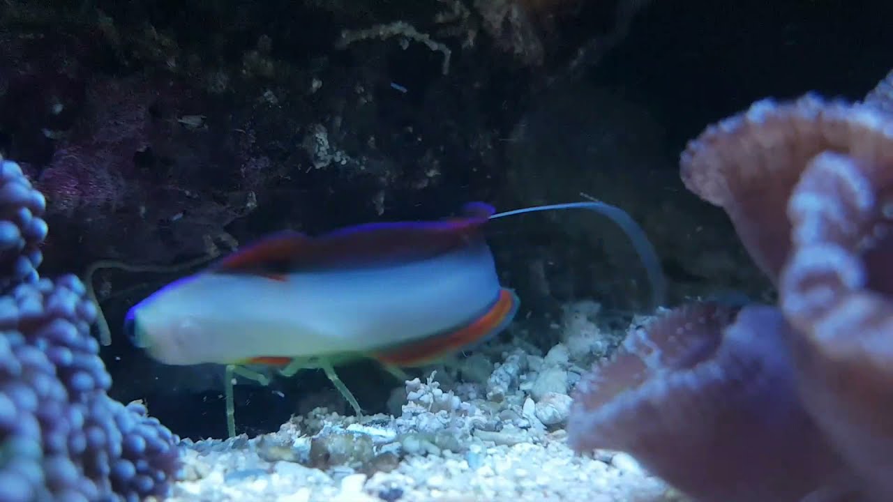 Nemateleotris decora - Symbiose mit Alpheus ochrostriatus