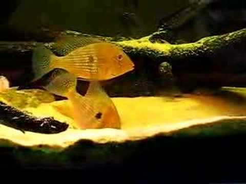 Acarichthys heckelii