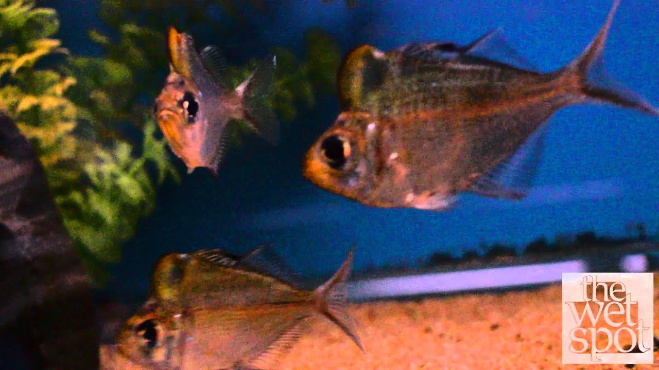 Humphead Glassfish (Parambassis pulcinella)