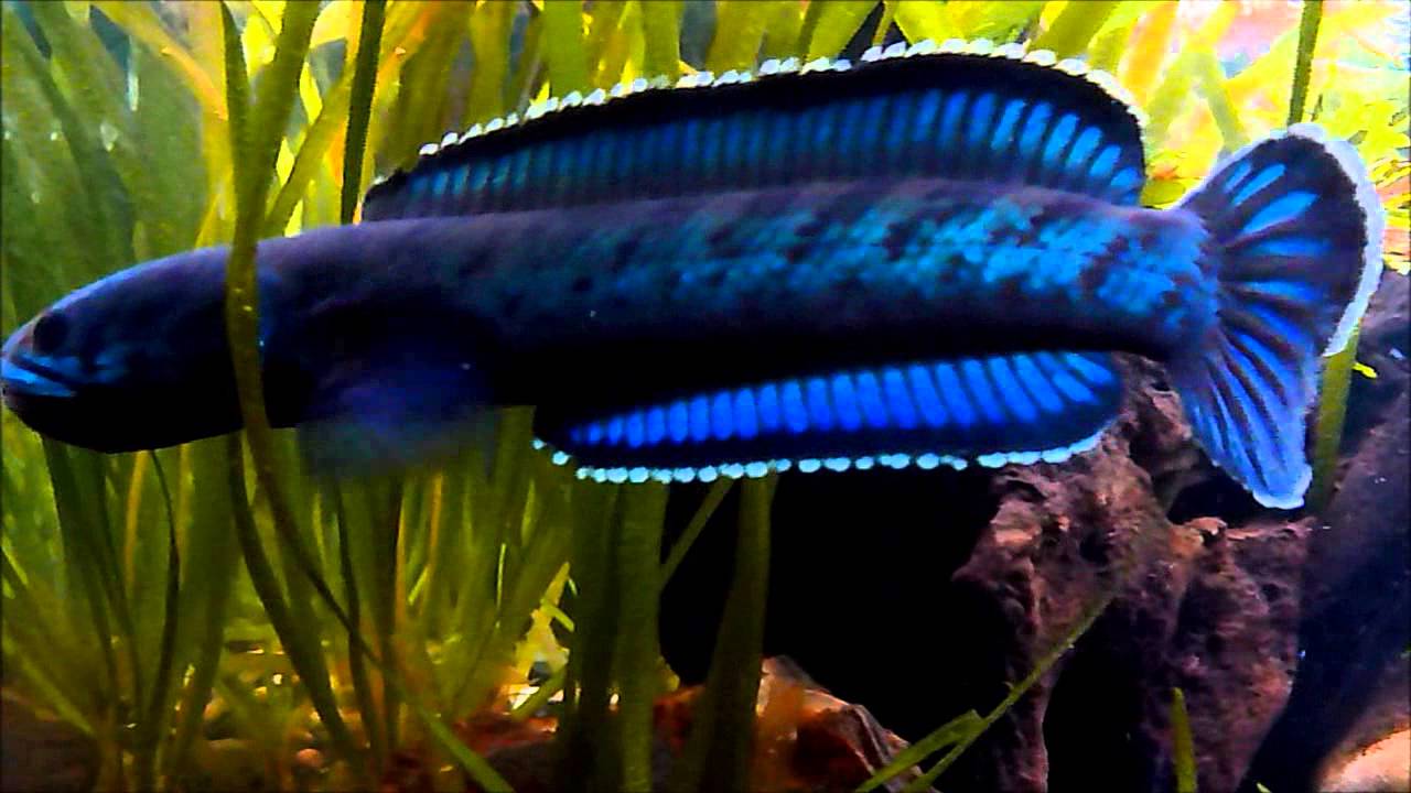 Channa Sp. "Meghalaya Leopard" St Anger  = Channa Pardalis