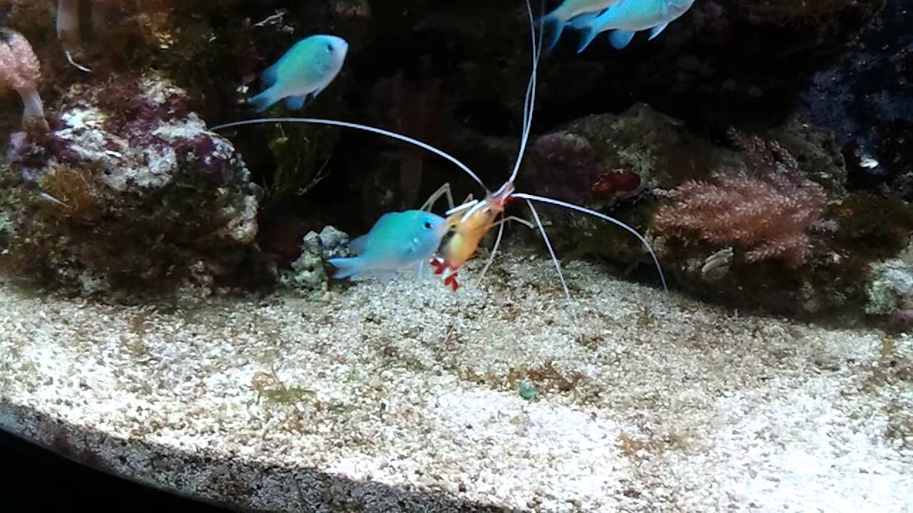 Lysmata amboinensis cleaning my chromis viridis