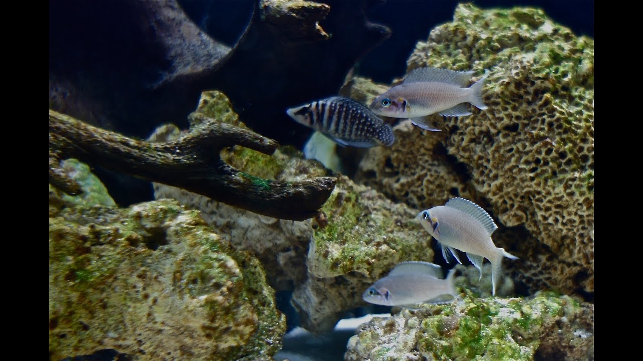 Infamous Tanganyikan Community Tank Neolamprologus Brichardi Update 1.16.14