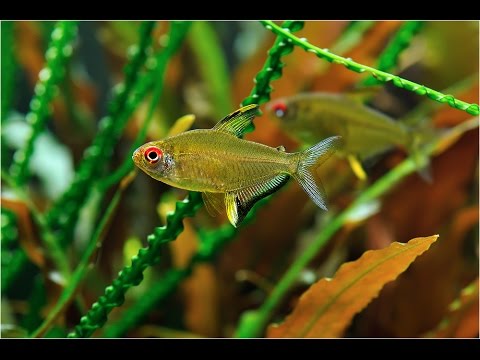 Hyphessobrycon pulchripinnis