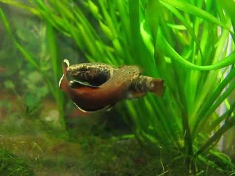 Betta albimarginata 1