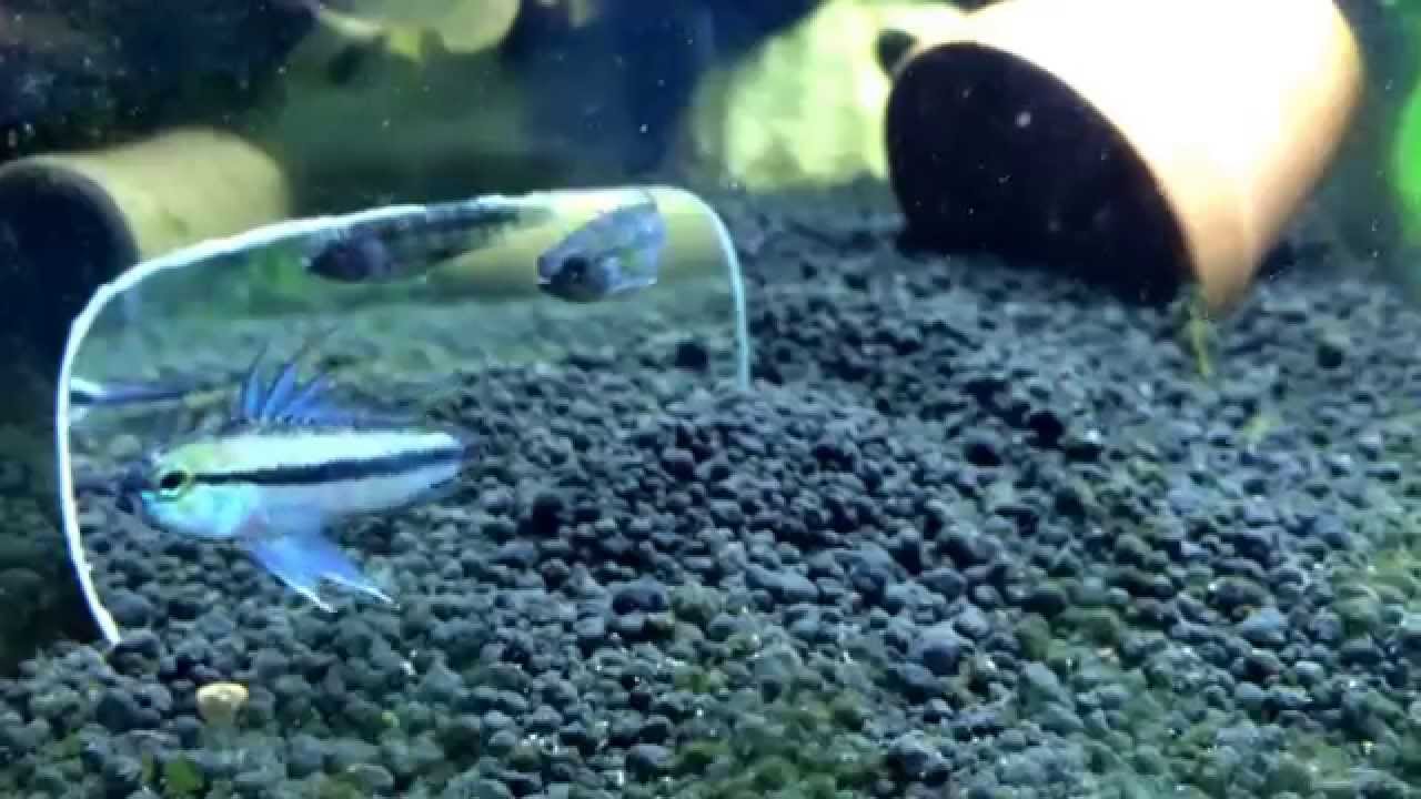 WC Apistogramma Trifasciata Blue Flash (Aqua Fauna) - Rio Guapore