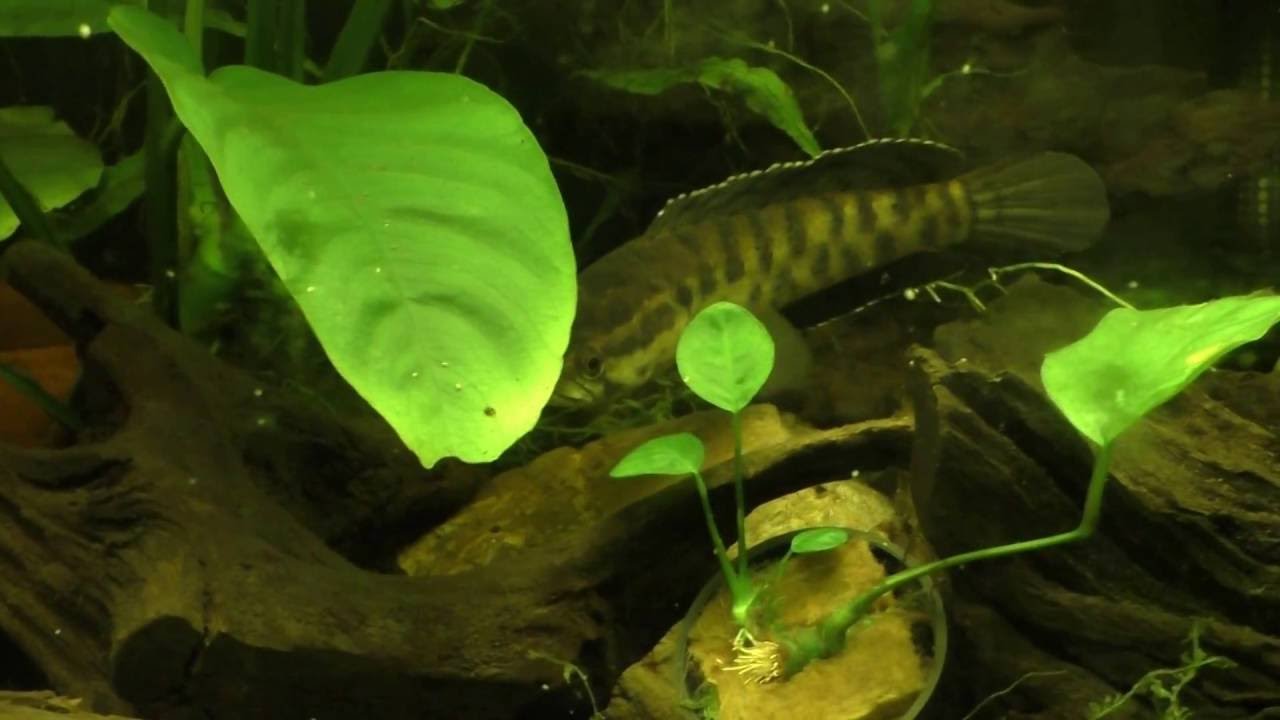 Channa punctata Green Fin, snakehead male. Schlangenkopffische.de