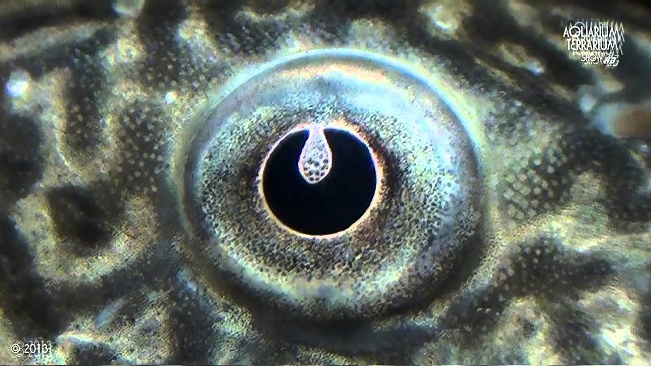 Plecos close look.../series (HD movie 06) - Pterygoplichthys pardalis (L-023).