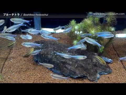 [ Tropical ]　ブルーテトラ / Boehlkea fredcochui