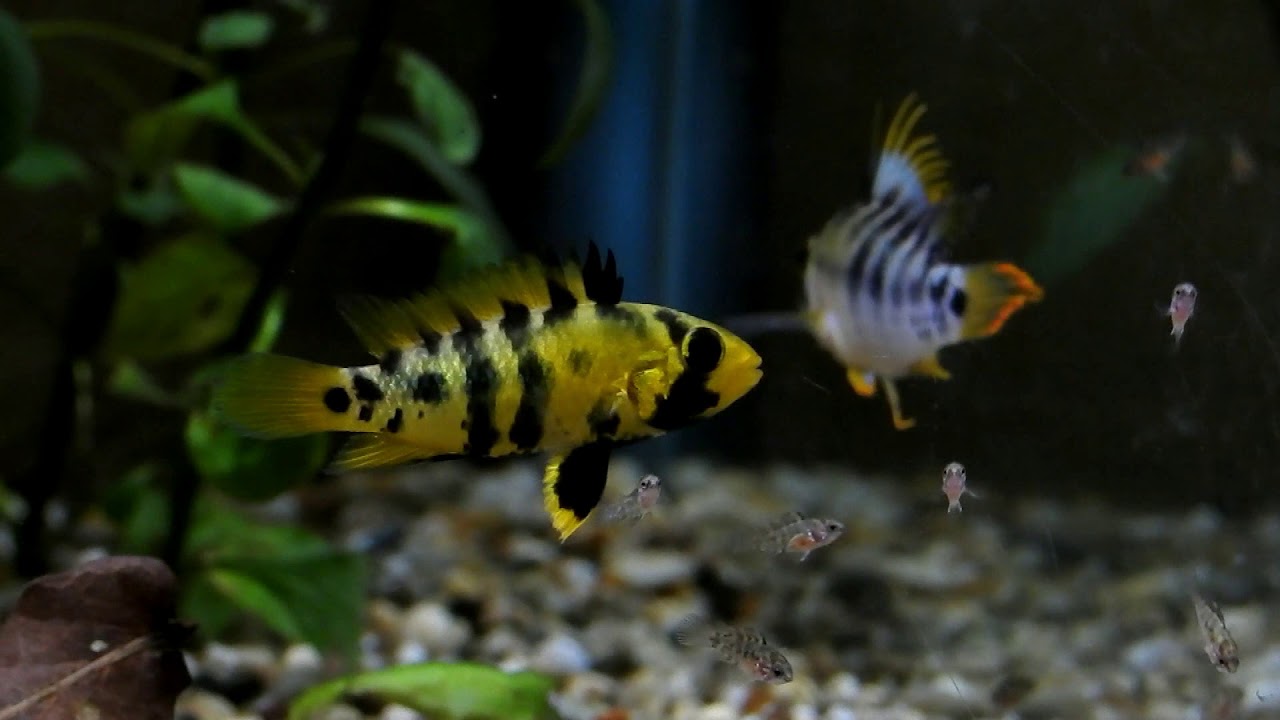 Apistogramma baenschi young pair with fry