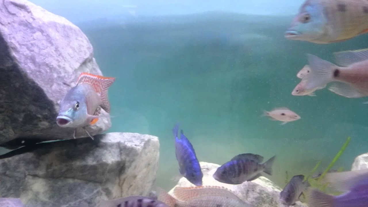 Otopharynx tetrastigma