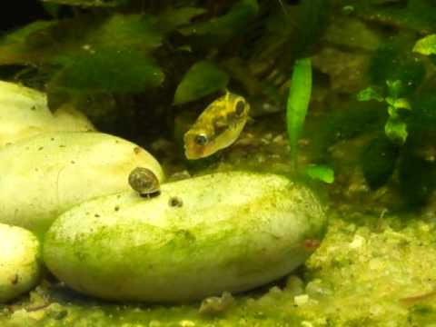 Dwergkogelvisje  -  Carinotetraodon travancoricus - Dwarfpuffer