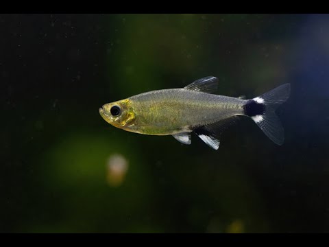 Aphyocharax nattereri