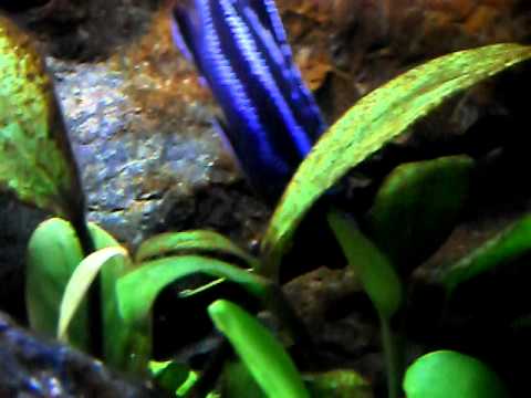 Melanochromis cyaneorhabdos Maingano