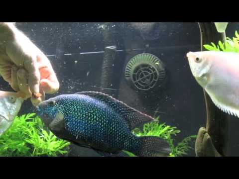 Feeding a Jack Dempsey