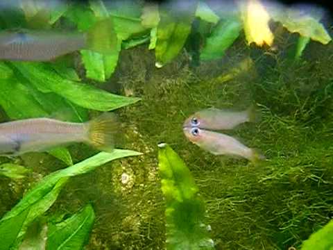 Aquarium de la Porte Dorée - Alfaro cultratus - http://aqualoury.fr.gd/