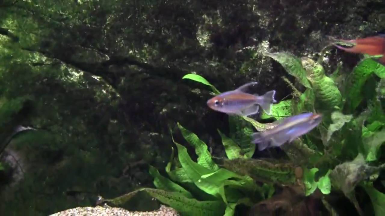 Phenacogrammus interruptus Congozalm