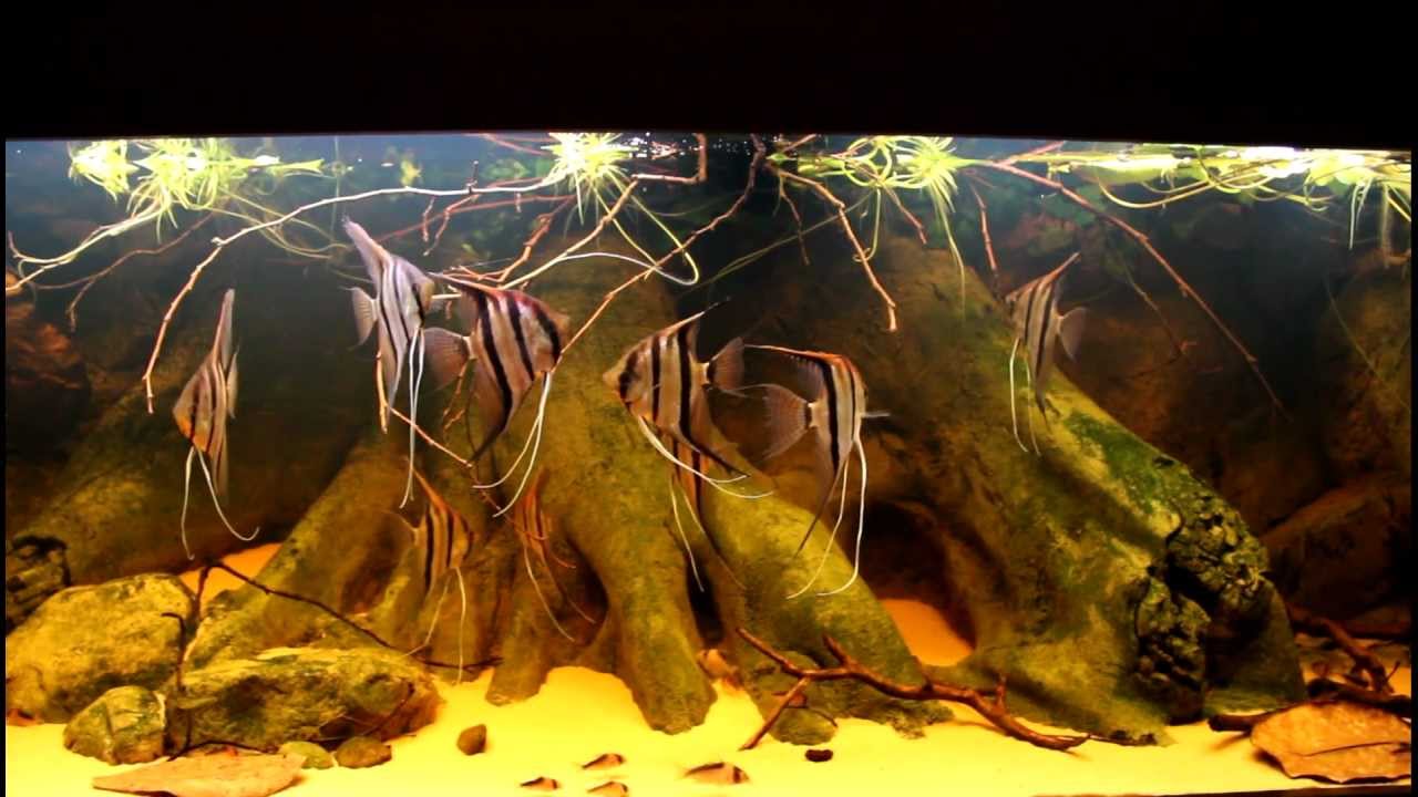 Pterophyllum scalare - Wild Angelfish Rio Cuiuni