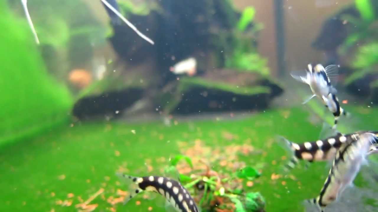 DWARF CHAIN LOACH ( Yasuhikotakia sidthimunki )