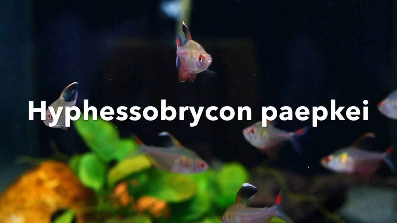Hyphessobrycon paepkei