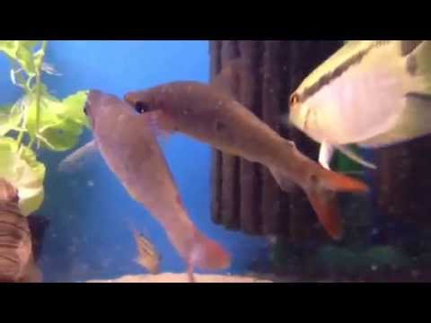 Pseudanos trimaculatus bij Aquarium Speciaalzaak Utaka