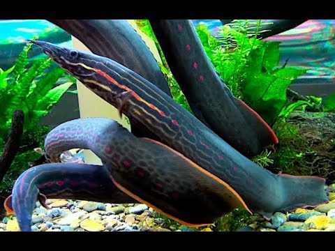 レッドスパイニーイール　RedSpiny eel, fire spiny eel　Mastacembelus erythrotaenia