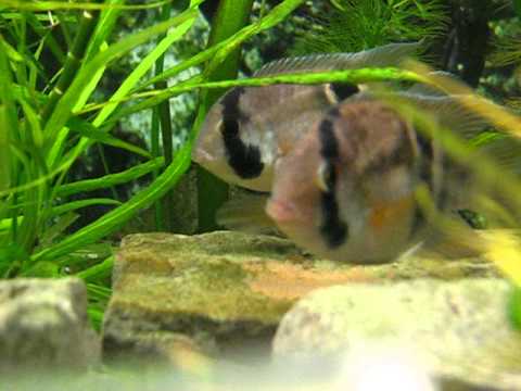 Keyhole Cichlids spawning