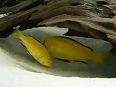 Składanie ikry Labidochromis caeruleus