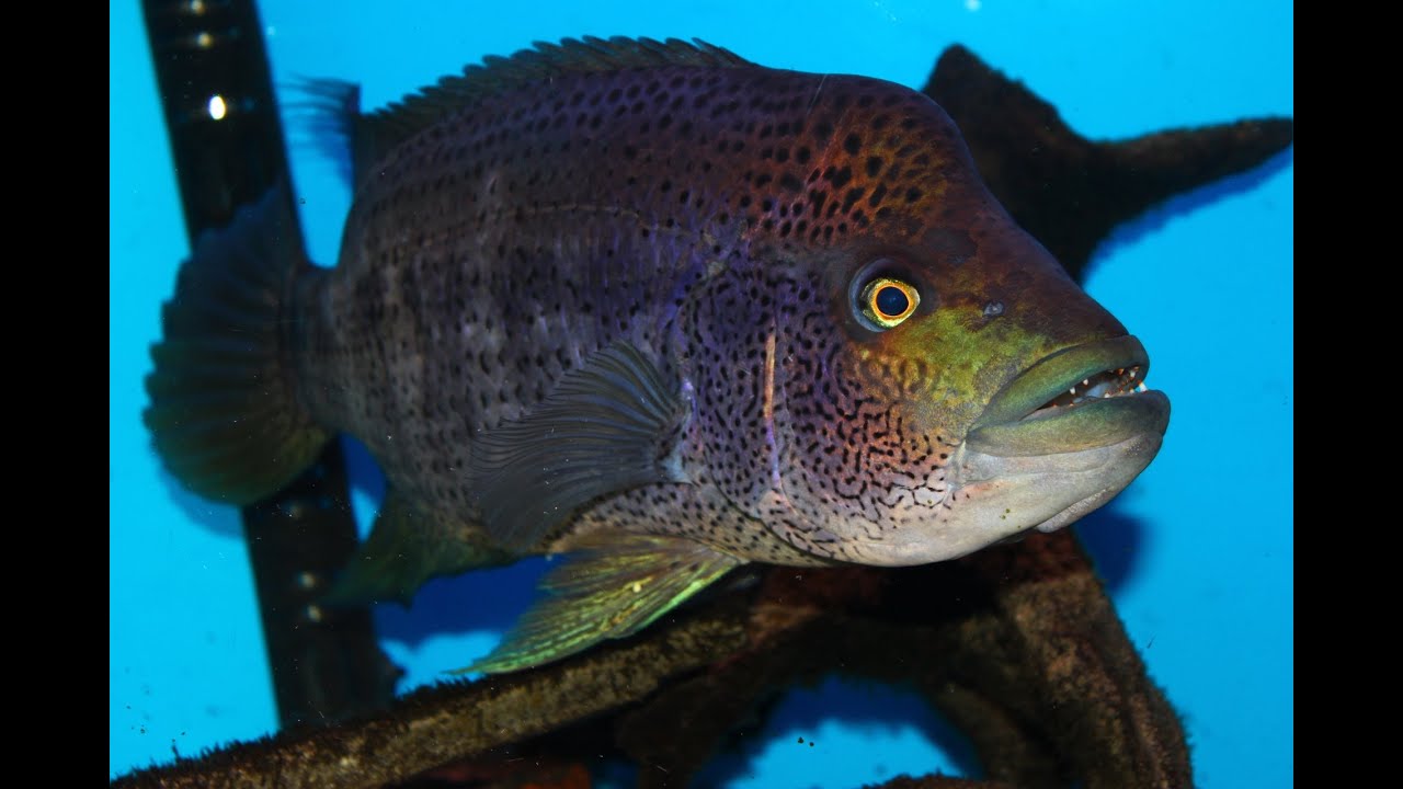 Very Aggressive Fish - The Growing Pains of keeping a Wolf Cichlid "Parachromis dovii"