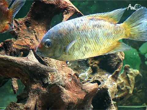 Paretroplus kieneri (cichlidé de Madagascar)