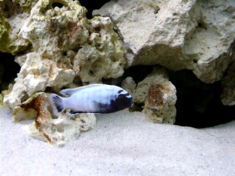 Pseudotropheus sp Polit Lion's Cove F1 - 13.10.2008