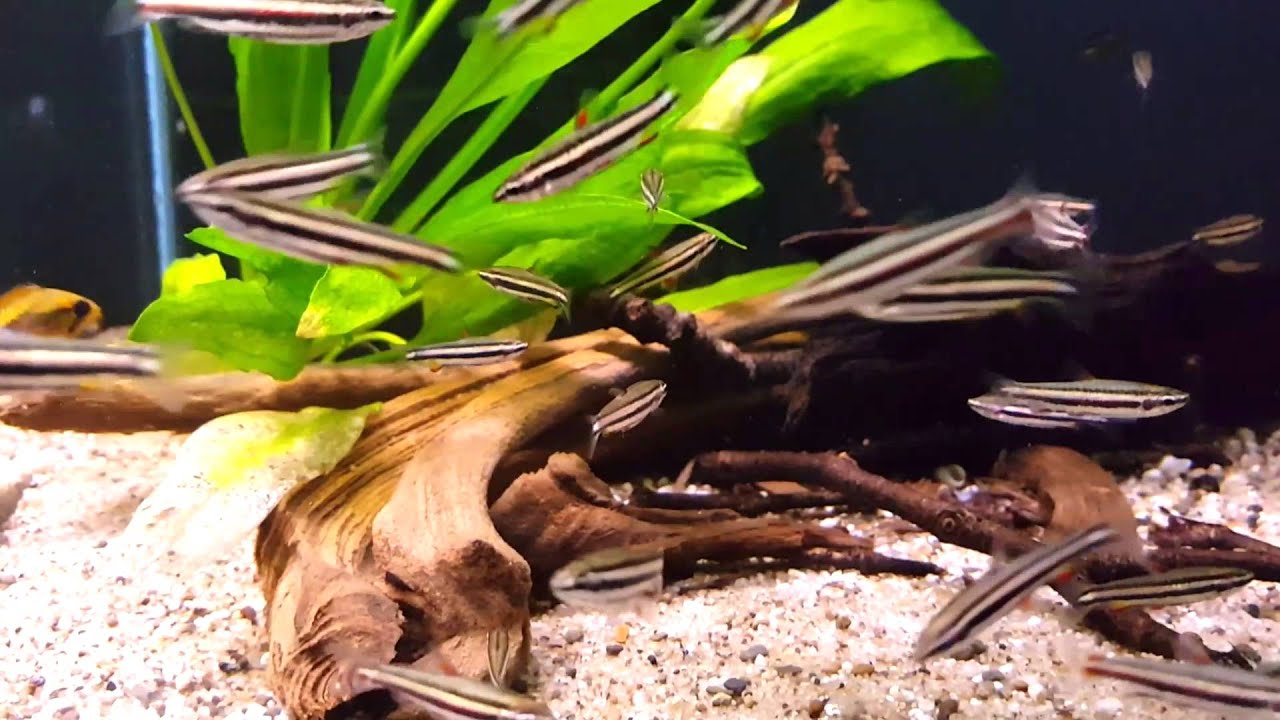 Nannostomus marginatus (wild) bij Aquarium Speciaalzaak Utaka