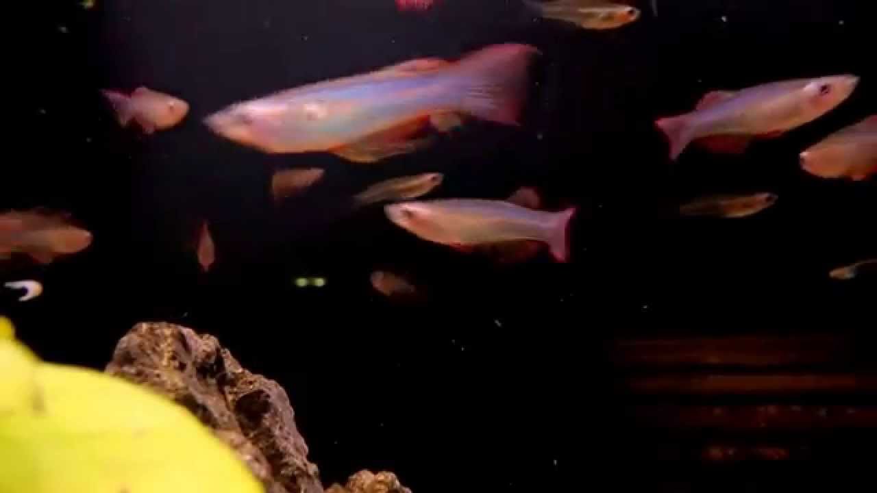 Procatopus aberrans bij Aquarium Speciaalzaak Utaka