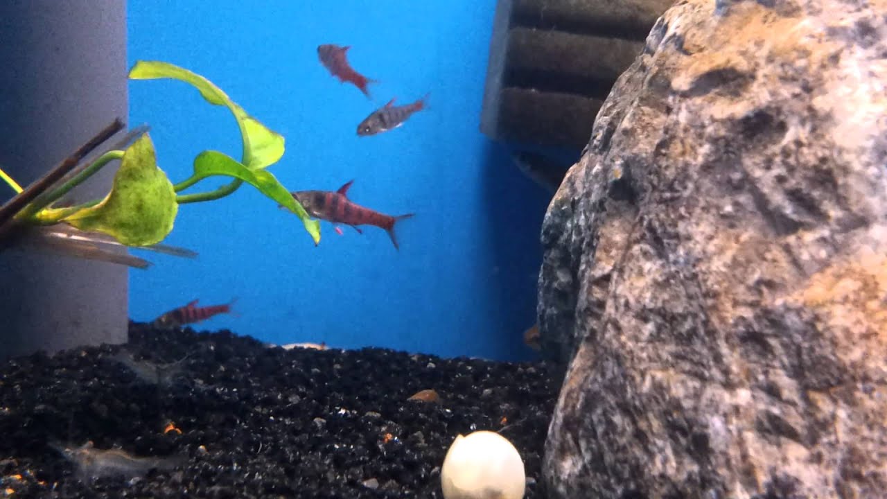 Enteromius jae (wild) bij Aquarium Speciaalzaak Utaka