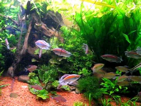 Phenacogrammus interruptus "congo tetras mass spawning