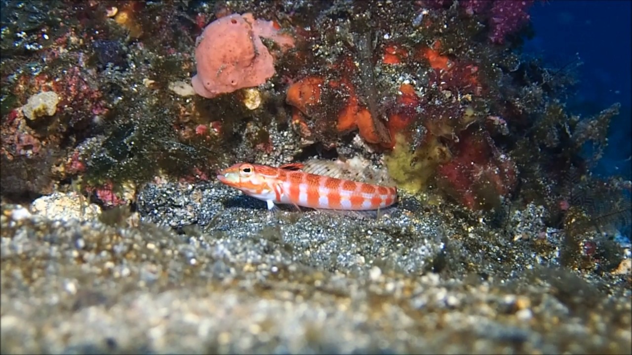 ハワイトラギス　＠伊豆大島ダイビングセンター