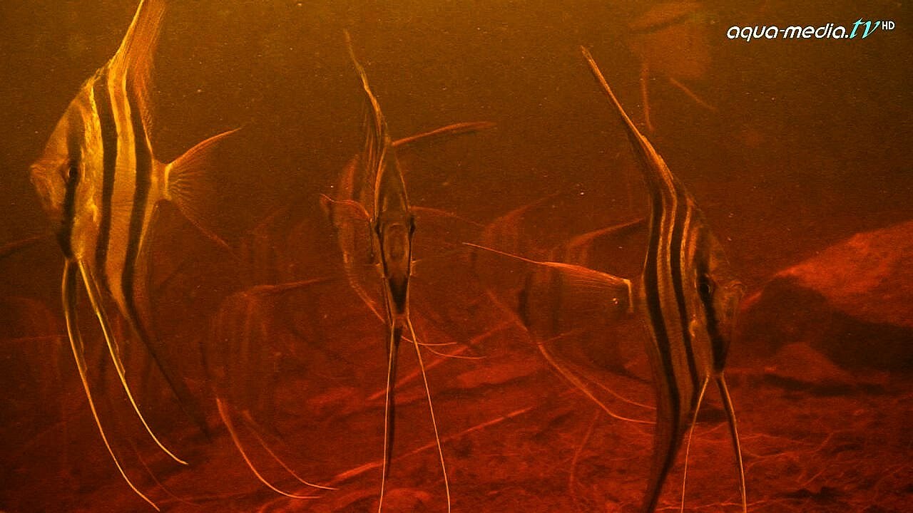 BIOTOP - Pterophyllum altum, Kolumbien